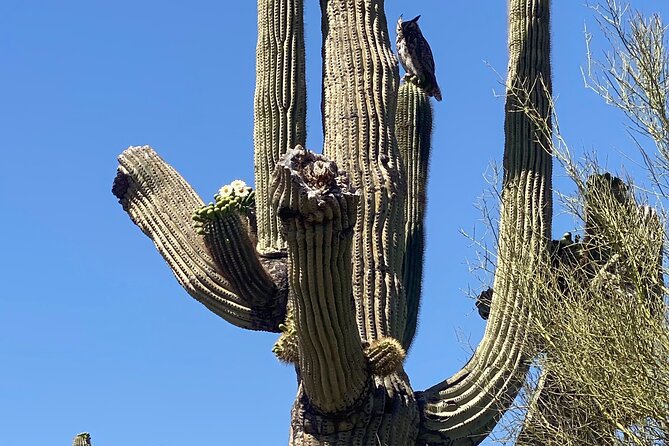 2 Hour Sonoran Desert Private Guided Mountain Bike Tour - Rolling Sonoran Desert trails and cactus views