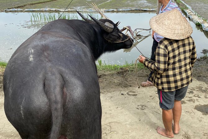 5-Hour Discovery Countryside by Cycling, Buffalo and Basket Boat - Morning or afternoon, which departure works best?