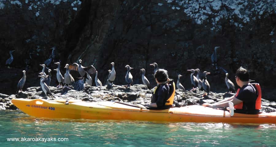 Akaroa: Electric Mountain Bike and Sea Kayak Adventure - Should you book the Akaroa bike and kayak adventure?