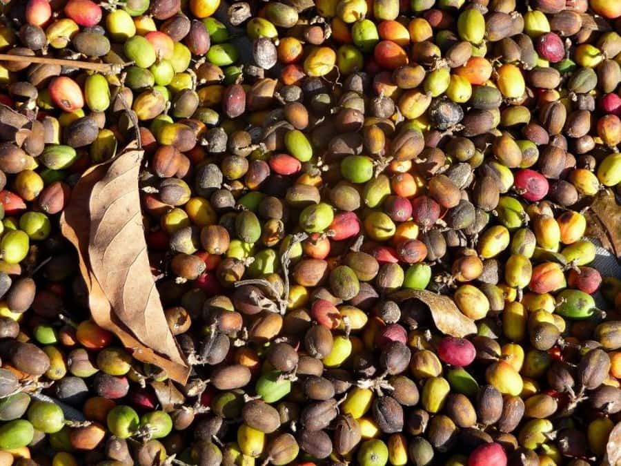 Antigua Sip 'n Cycle Half-Day Bike Ride and Coffee Tour - Who should book this Antigua coffee ride?