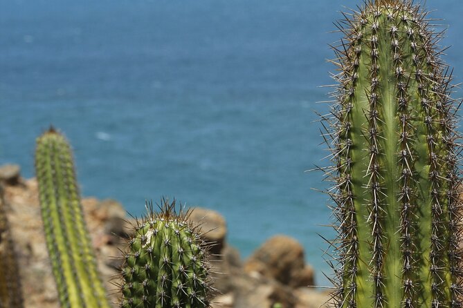 Baja Desert and Beach Electric Bike Adventure with Buffet - Shared pickup can shape the day