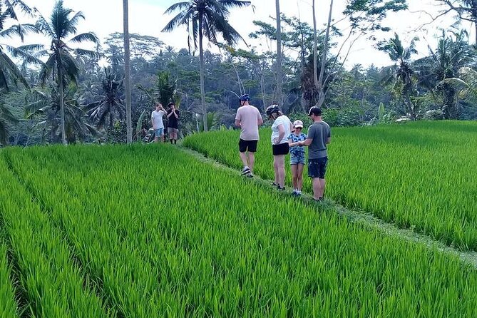 Bali Bike Adventure Tour - Lunch above Sidan’s rice terraces