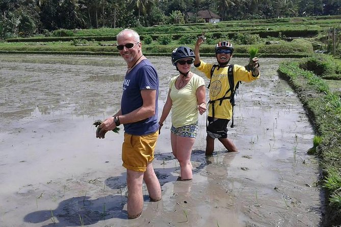 Bike ride in the rice fields, Bali countryside - Meeting farmers and seeing rice work