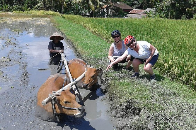 Bike ride in the rice fields, Bali countryside - The coconut break under the shade