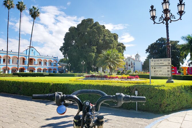 Bike Ride to the Largest Tree in the World - Key points to know before you book