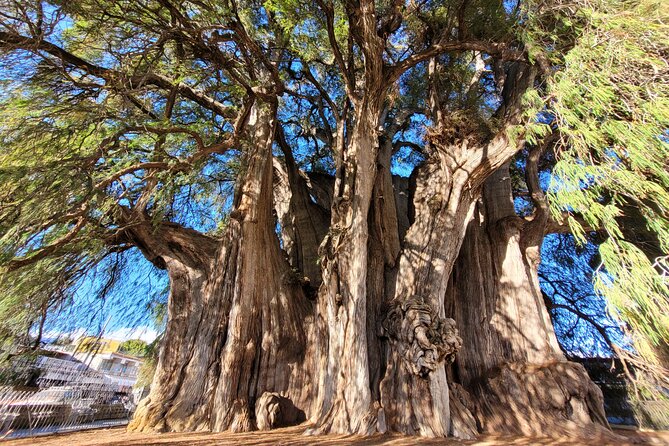 Bike Ride to the Largest Tree in the World - Why biking to the Tule tree works so well