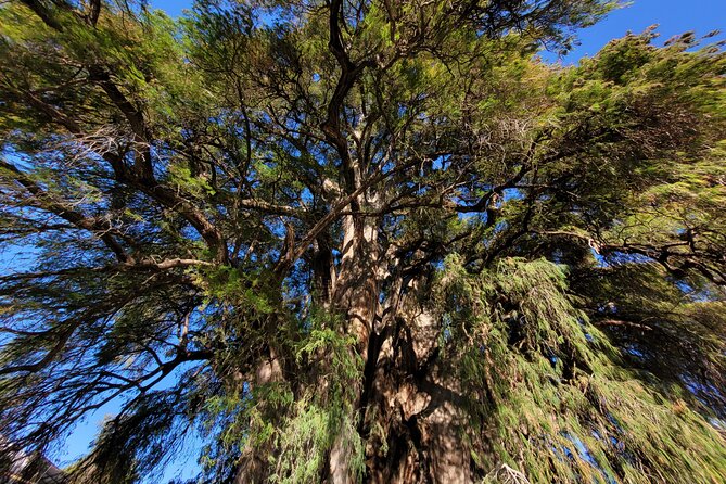 Bike Ride to the Largest Tree in the World - Meeting the massive Tule tree in Santa Maria