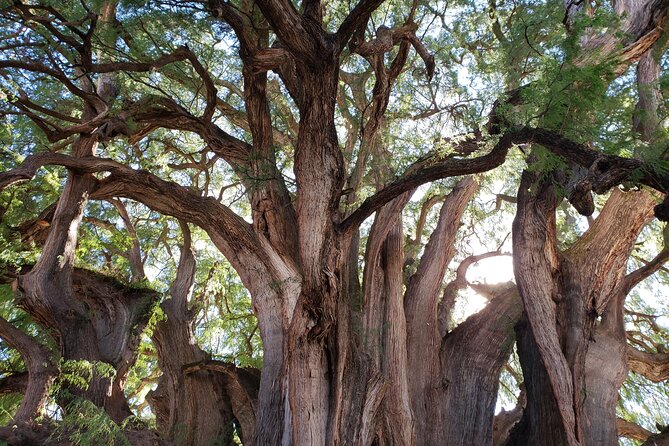Bike Ride to the Largest Tree in the World - Safety, fitness, and practical limits