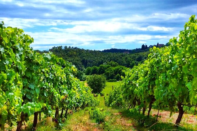 Bike Ride & WIne Tasting - A family winery at Valle del Sole