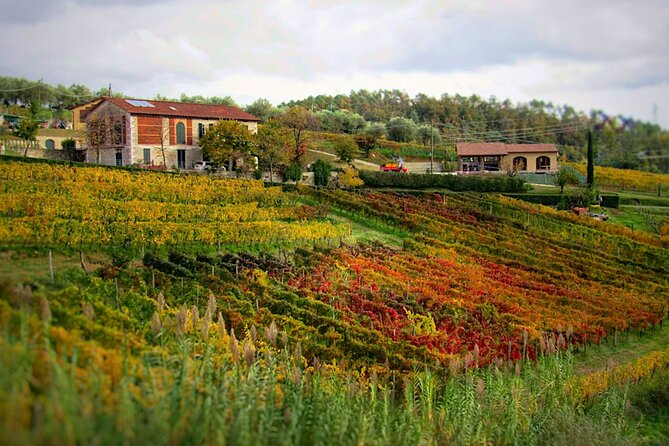 Bike Ride & WIne Tasting - Mutigliano and the rural side of Lucca