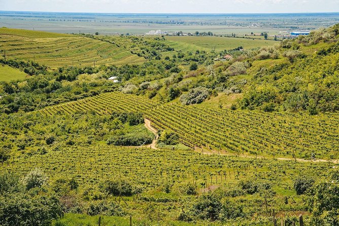 Bike & Wine tour in Dealu Mare wineland - Why Dealu Mare works well for a bike and wine day