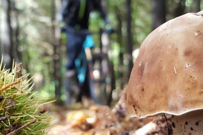 Botanical Trails of Madeira. Mountain biking Trail Experience - From Poiso’s mountain air to Madeira’s forest trails