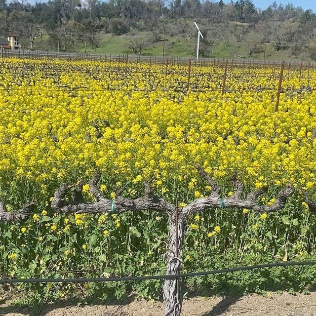 Calistoga: Napa Valley Cycling and Winery Tour with Picnic - Learning to taste wine with Grapes 101