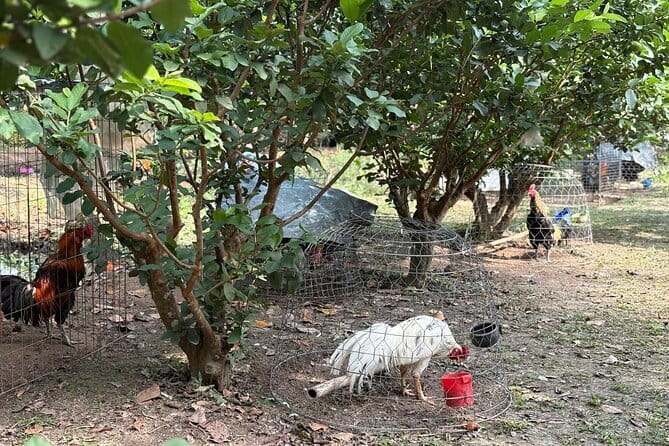 Can Tho Countryside Bike Tour with Fruit Garden Visit - Guides and the feel of the group