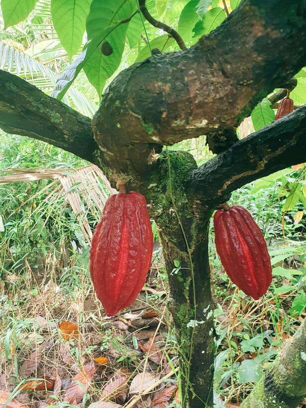 Can Tho: Countryside Cycling Tour with Cocoa Farm Visit - Starting at 1:00 PM near the river