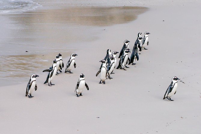Cape Peninsula Cycle Tour - Starting at 7:00 am in Cape Town