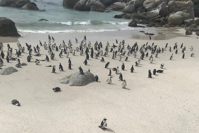 Cape Peninsula Cycle Tour - Cape Point Ostrich Farm adds a second animal stop