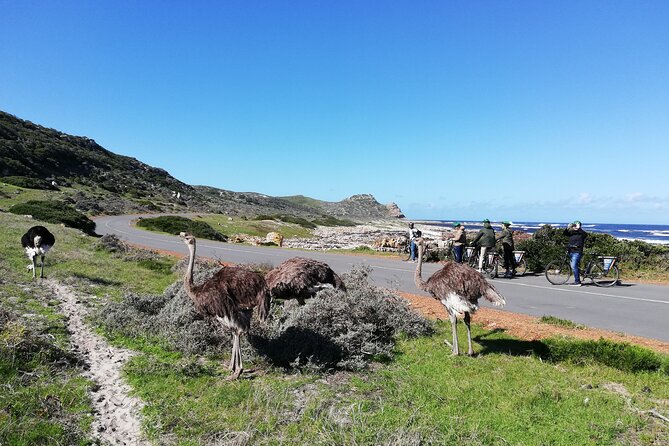 Cape Peninsula E-bike Cycle with Vehicle - Private Tour - Why this Cape Peninsula tour works so well