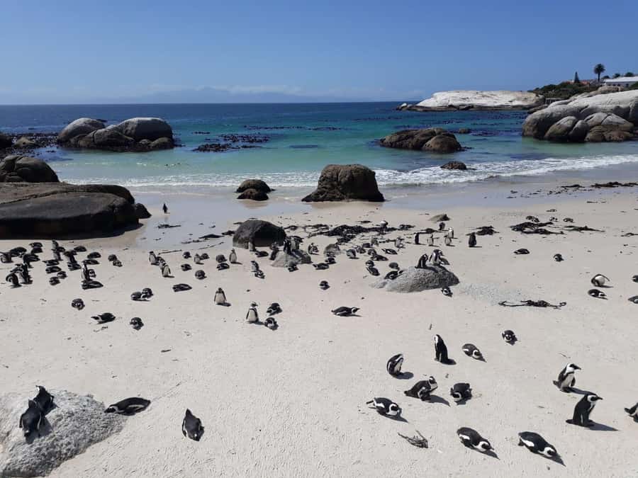 Cape Town: 9-hour Cape Point Private Guided Cycling Tour - Why Cape Point Works Better at Bicycle Speed