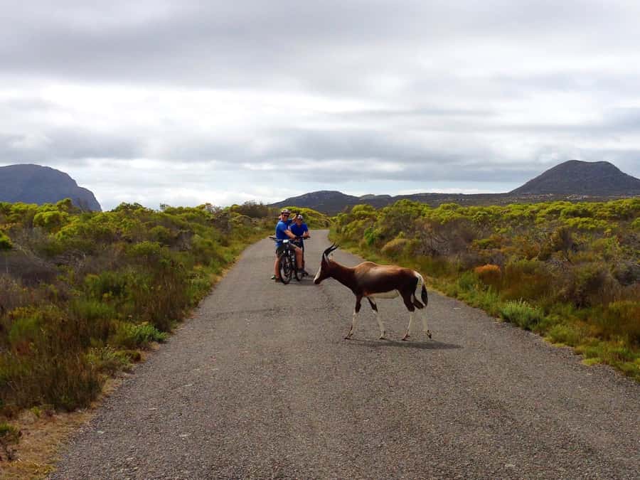 Cape Town: 9-hour Cape Point Private Guided Cycling Tour - The Cape Floral Kingdom Along the Road