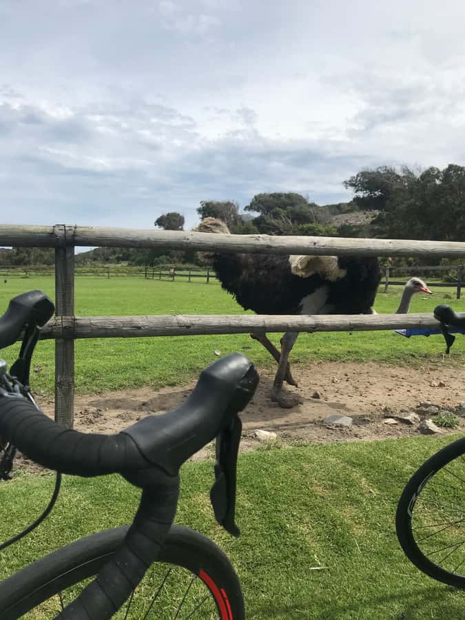 Cape Town: Peninsula Road Bike Tour - Cape Point Ostrich Farm and the road toward Scarborough