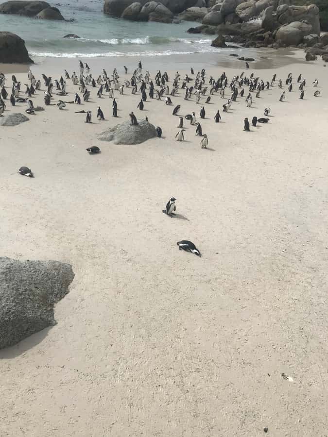 Cape Town: Peninsula Road Bike Tour - Misty Cliffs, Slangkop Pass, and Kommetjie