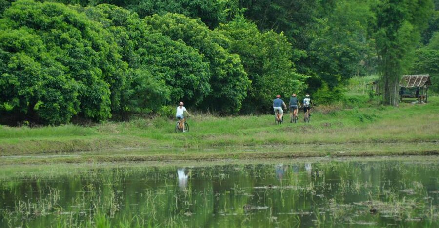 Chiang Mai Fields of Gold Cycling Tour - Why October to December changes the view