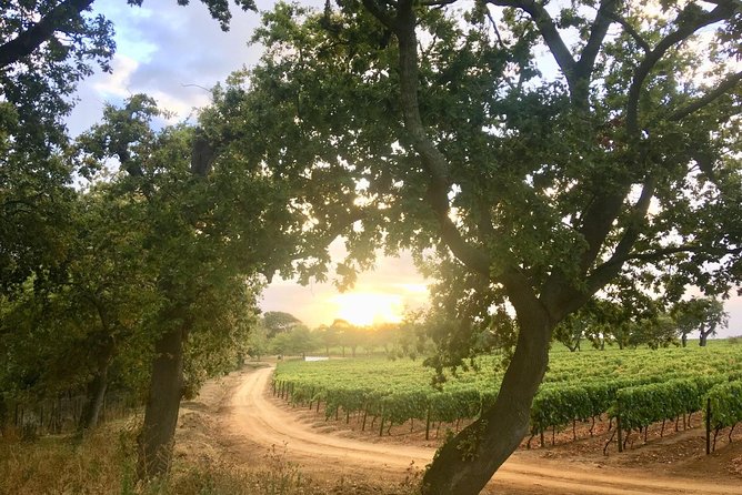 Constantia Hidden Gem Cycle Half Day - Private Tour - Riding through Constantia’s leafy roads