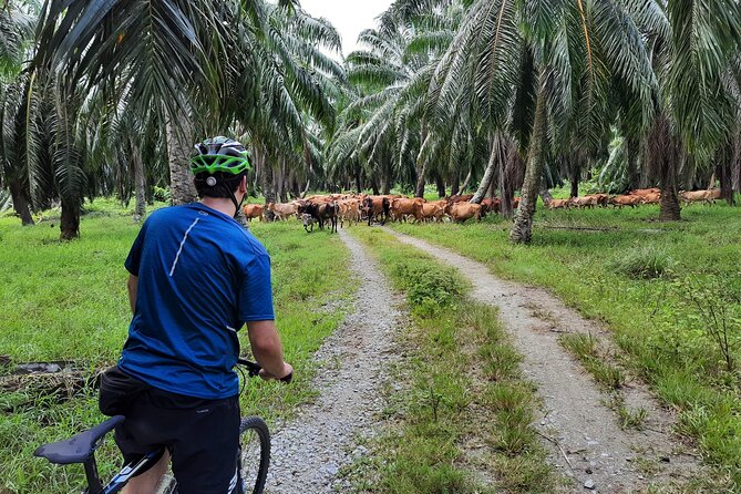 Countryside Cycling Tour. T1.0 by Matahari - Is CA$138.34 a fair price?