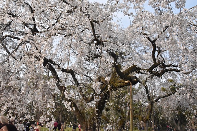 Cycle Kyoto's Hidden Gems & Gion Stroll - Along the river and toward a quiet shrine