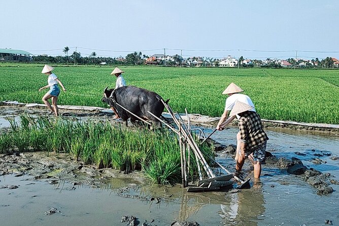 Cycling, Buffalo, Basket Boat ride in Hoi An - Basket boats through the coconut palms