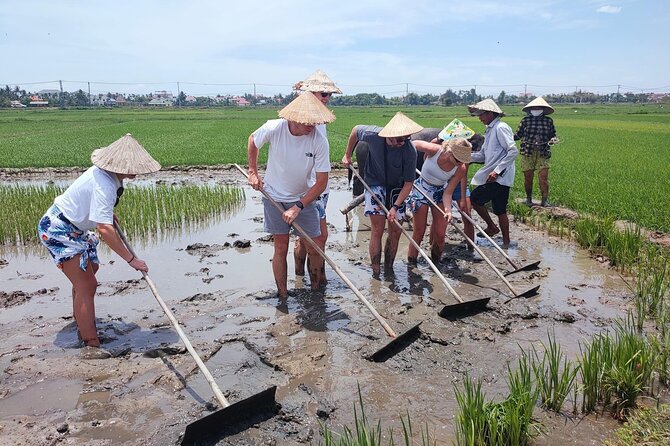 Cycling, Buffalo Ride and Basket Boat Tour in Hoi An - Meeting the water buffalo