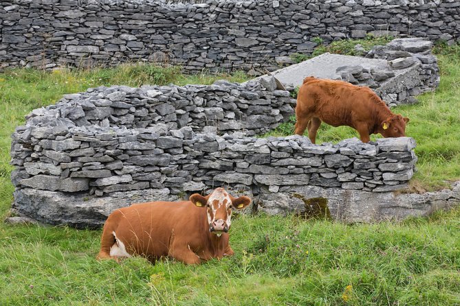 Cycling on Inisheer Island, Aran Islands. Self Guided. Full Day. - Why Inisheer works so well by bike