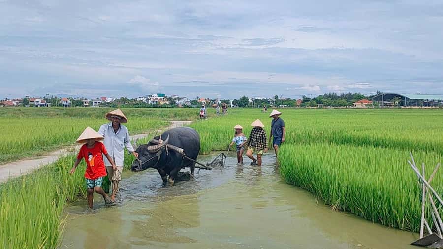 Cycling, Water Buffalo Riding, Traditional Farming Life - Working the Soil With Local Farmers