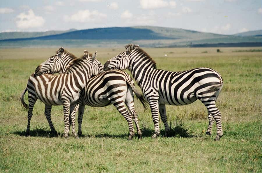 Day Trip: Hell's Gate Bike Ride & Lake Naivasha Boat Ride - Why this Nairobi day trip works
