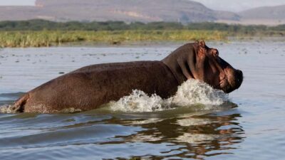 Day Trip: Hell’s Gate Bike Ride & Lake Naivasha Boat Ride