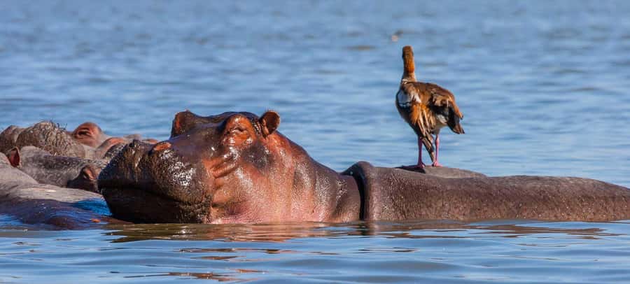 Day Trip: Hell's Gate Bike Ride & Lake Naivasha Boat Ride - Who should book this day out?