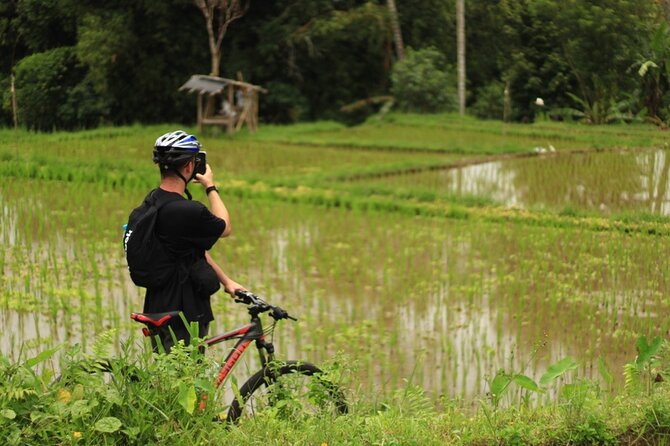 Downhill Cycling Ubud with Volcano, Rice Terrace and Educational - Rice fields and working farms
