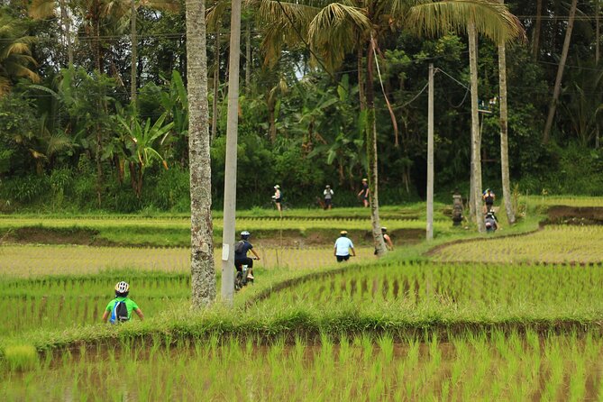 Downhill Cycling Ubud with Volcano, Rice Terrace and Educational - Lunch and the value of the package