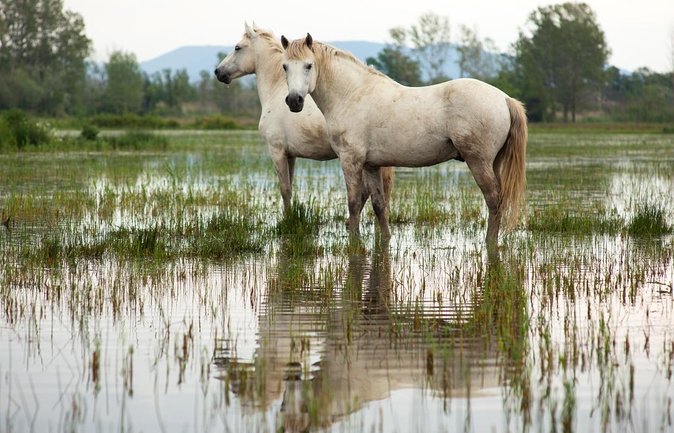 Electric bike excursion in Camargue - Key points to know before you book