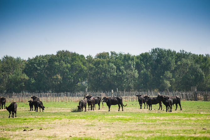 Electric bike excursion in Camargue - Marshes, rice fields, and reed beds
