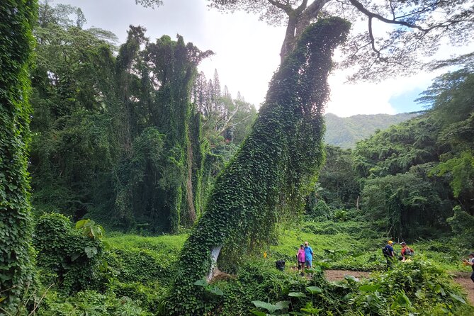 Electric Bike Ride & Manoa Falls Hike Tour - The Manoa Falls trail is scenic, but not effortless