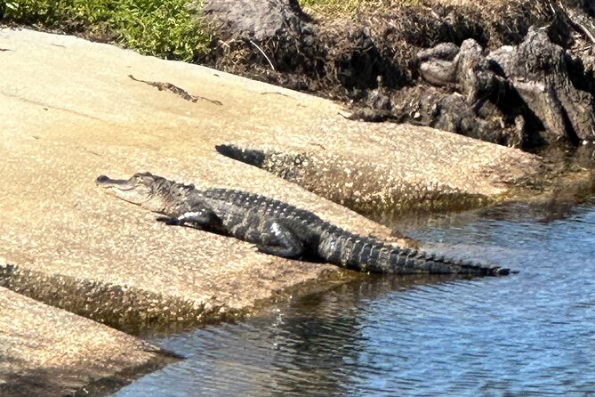 Experience Kissimmee Lakefront Mountain Bike Tour (2 Hours) - A quiet break from Orlando’s louder attractions