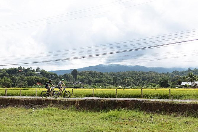 FIELDS OF GOLD Mountain Biking Tour Chiang Mai - Farms, rice fields, and the quieter side of Chiang Mai