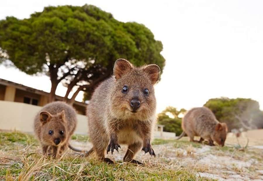 From Fremantle: Rottnest Island Ferry and Bike Day Tour - Key points at a glance