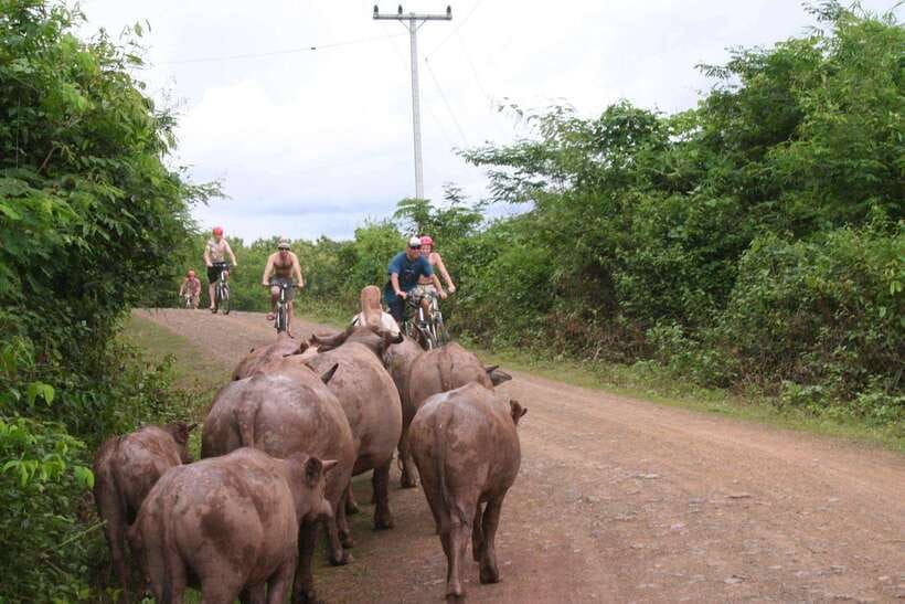 From Luang Prabang: Guided Mountain Bike Tour with Lunch - What the 14-kilometer ride is really like