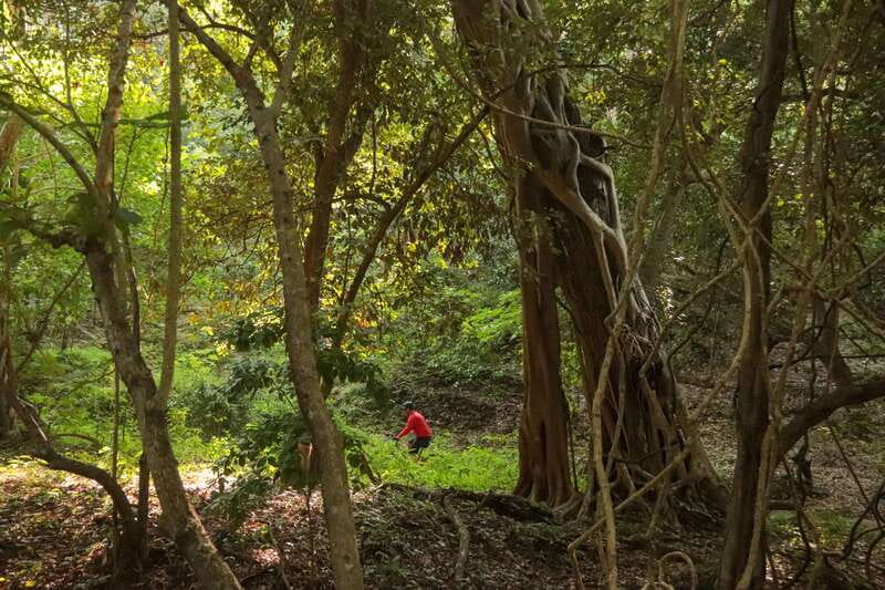From Puerto Vallarta: Jungle Mountain Bike Tour - How hard is the mountain biking?