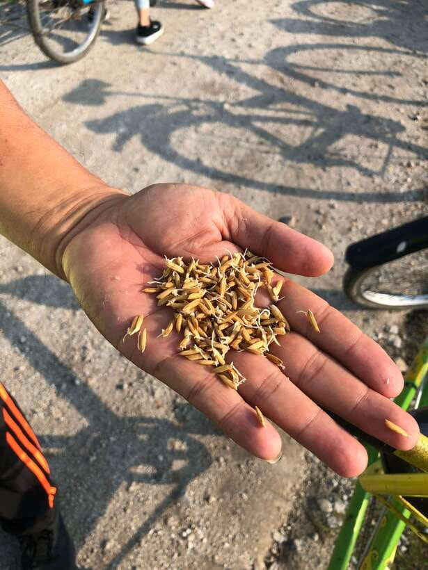 George Town: Balik Pulau Countryside Morning Cycling Tour - Two hours through paddy fields and village lanes