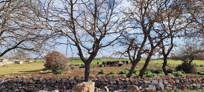 Gioia del Colle: Primitivo Wine & E-Bike Ride - What Makes the Experience Special