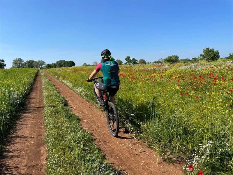 Gioia del Colle: Primitivo Wine & E-Bike Ride - Is $81 Good Value?